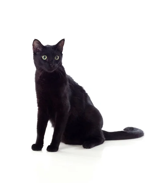 黄色い目の黒い猫 — ストック写真