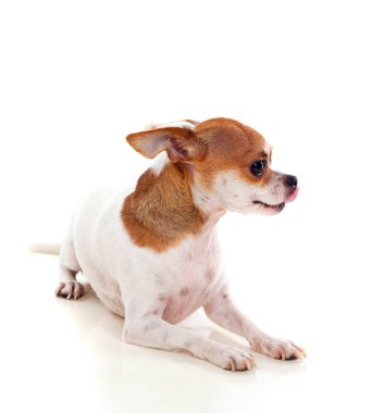 Chihuahua küçük köpek