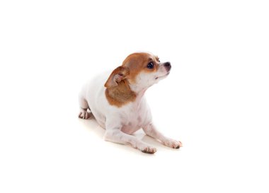 Chihuahua küçük köpek