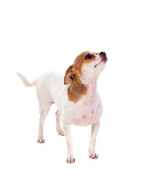 Chihuahua küçük köpek