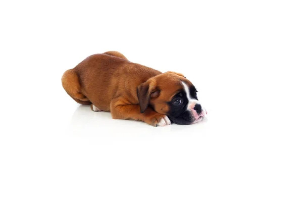 Puppy lying on the floor — Stock Photo, Image
