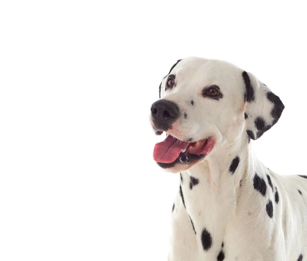 Dalmát kutya portré — Stock Fotó