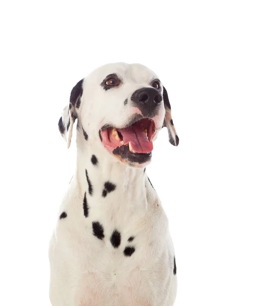 Retrato de cão dálmata — Fotografia de Stock