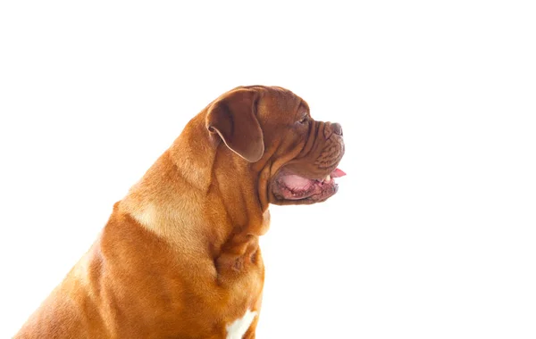 Sentado Dogue de Bordeaux — Fotografia de Stock