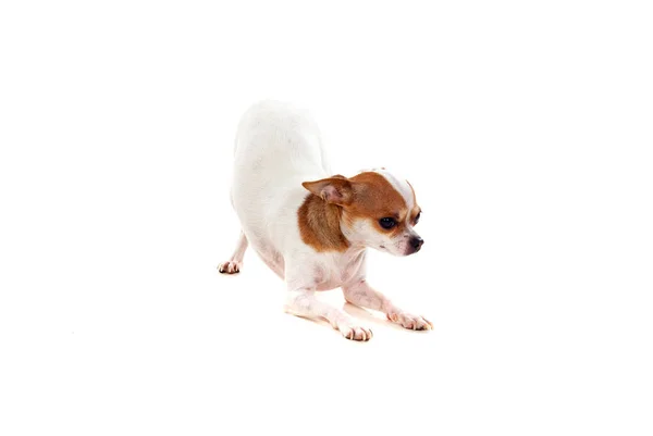 Το μικρό σκυλί Chihuahua — Φωτογραφία Αρχείου