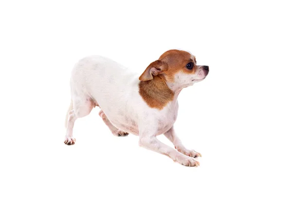 Chihuahua perro pequeño — Foto de Stock