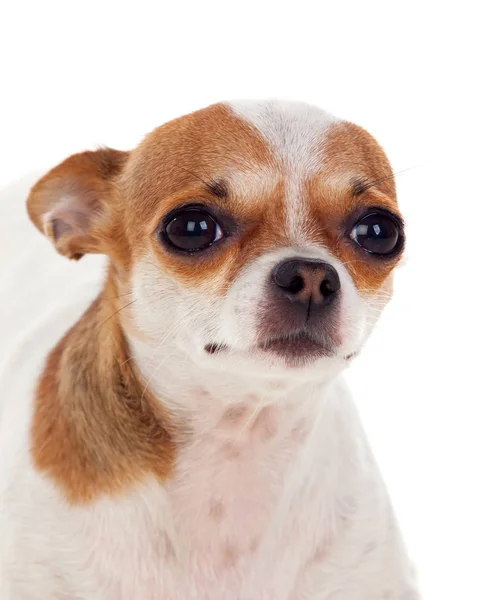 Chihuahua cão pequeno — Fotografia de Stock
