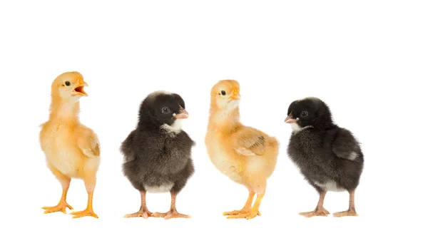 Two yellow chickens and couple black — Stock Photo, Image