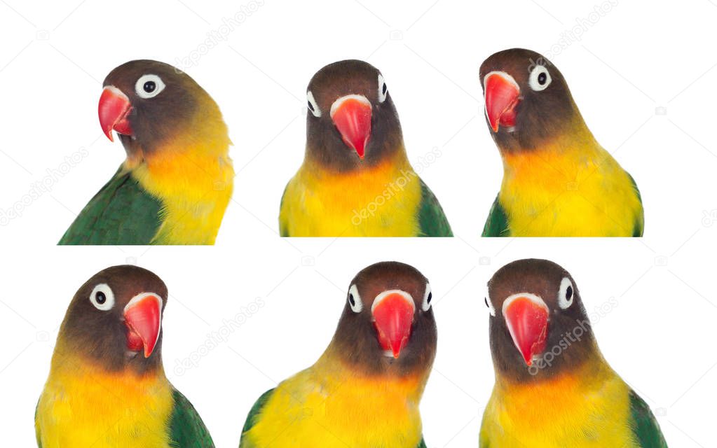 Portraits of colorful parrots