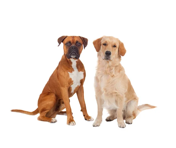 두 귀여운 개 — 스톡 사진