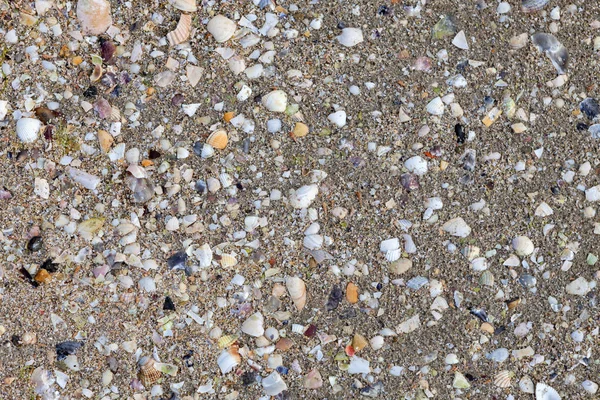 Überreste von Krebstierschalen auf nassem Sand — Stockfoto