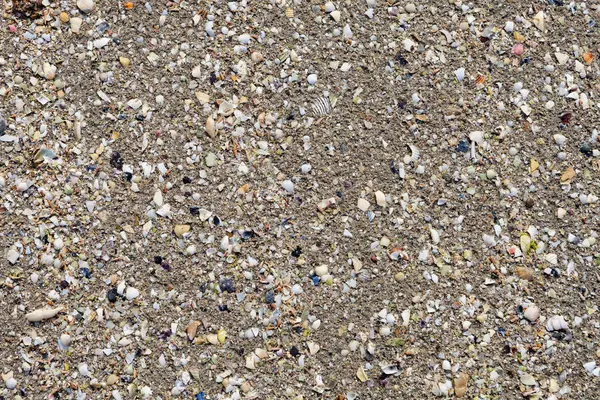 Restos de conchas de crustáceos sobre arena mojada —  Fotos de Stock