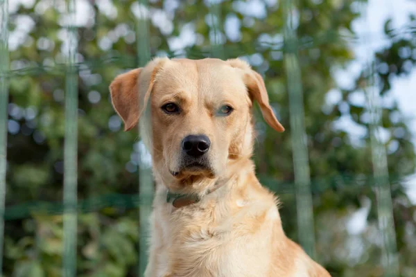 Perro guardián detrás de la valla en el jardín — Foto de Stock