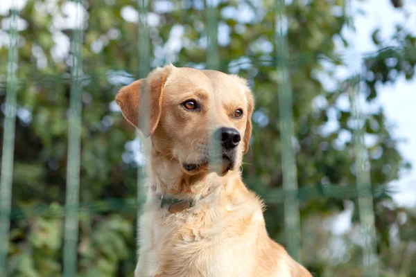 Watchdog bakom staket i trädgården — Stockfoto