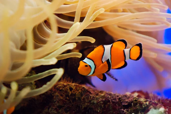 熱帯のサンゴ礁の魚 — ストック写真