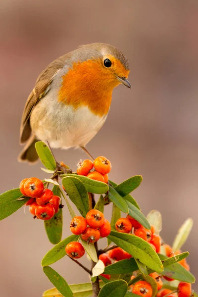Piękny mały ptak — Zdjęcie stockowe