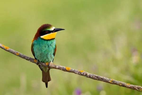Doğal Yaşam Alanı Dalında Parlak Kingfisher Kuş Tünemiş — Stok fotoğraf