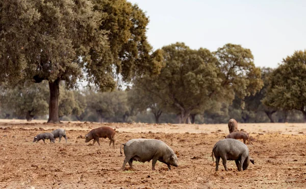 Ibériai sertés közelében oaks legeltetés — Stock Fotó