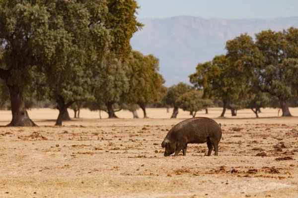 Iberiska grisen bete nära oaks — Stockfoto