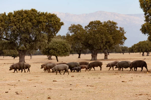 Cerdos ibéricos pastando cerca de robles —  Fotos de Stock