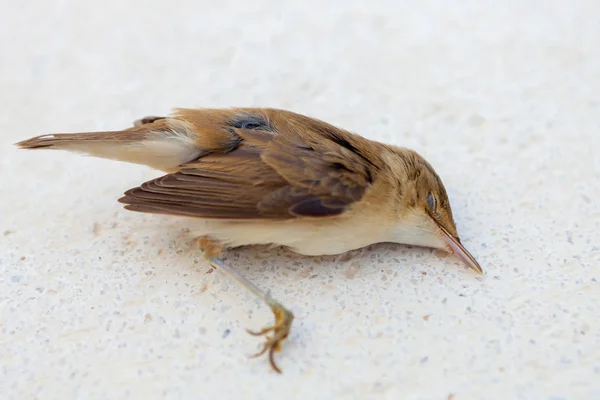 Pequeno pássaro morto — Fotografia de Stock