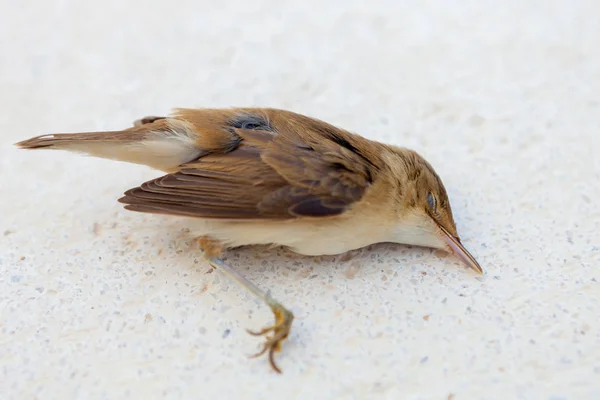 Pájaro muerto — Foto de Stock