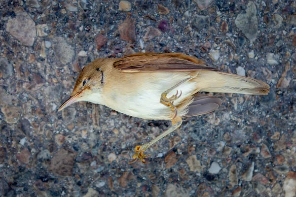 Död liten fågel — Stockfoto