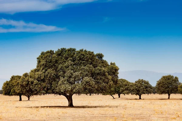 Деревья, растущие на сухом поле — стоковое фото