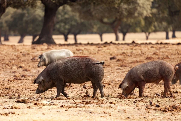 Иберийские свиньи пасутся возле дубов — стоковое фото