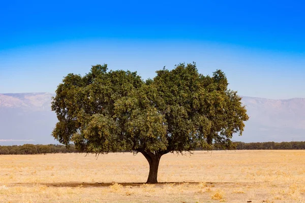 Arbre poussant sur champ sec — Photo