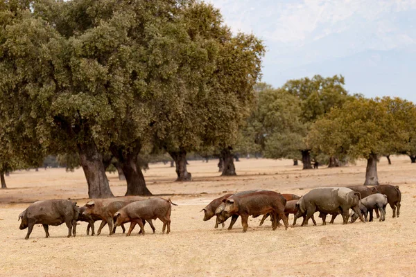 Suínos ibéricos pastando perto de carvalhos — Fotografia de Stock