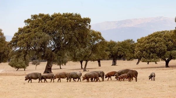 Suínos ibéricos pastando perto de carvalhos — Fotografia de Stock