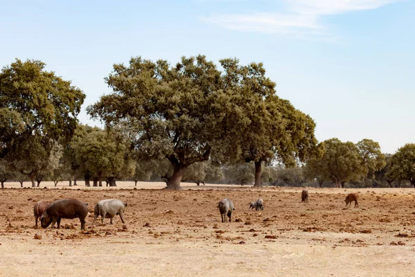 Cerdos ibéricos pastando cerca de robles — Foto de Stock