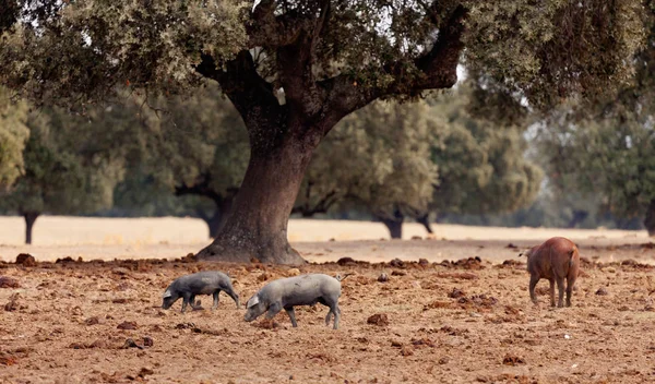 Иберийские свиньи пасутся возле дубов — стоковое фото
