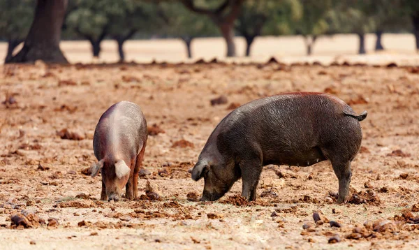 Cerdos ibéricos pastando cerca de robles — Foto de Stock