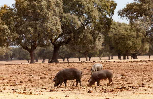 Іберійська свиней паслися недалеко oaks — стокове фото