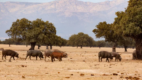 Iberiska grisar bete nära oaks — Stockfoto