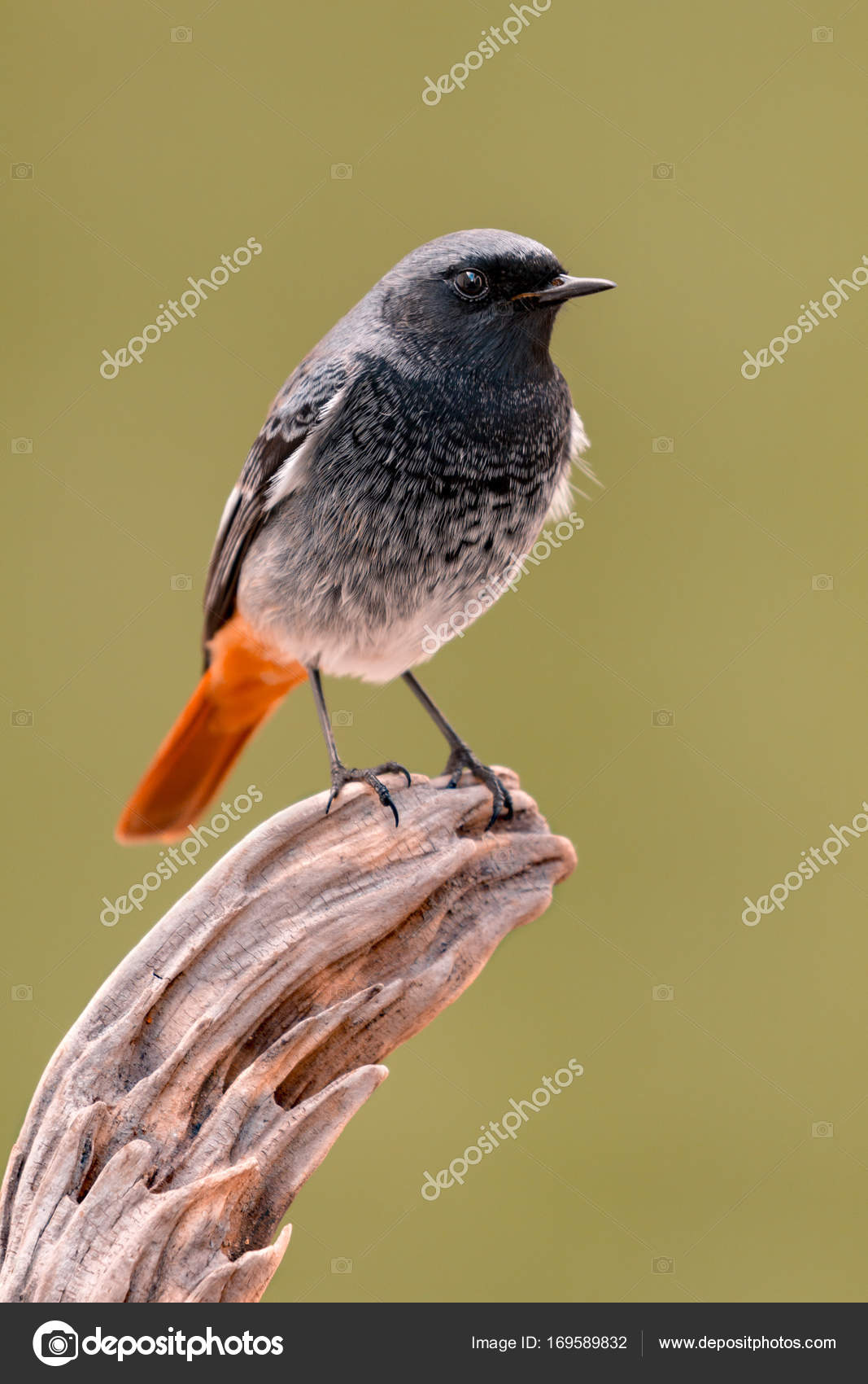 Beau Petit Oiseau Photographie Gelpi 169589832