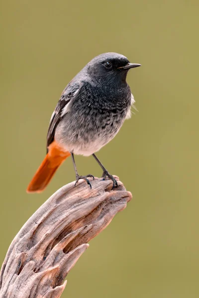 Bellissimo uccellino — Foto Stock