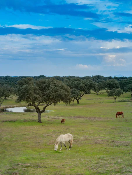 Adorable Free Horses Grazing Pastures Spain — Stock Photo, Image