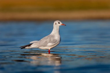 vahşi martı kuş mavi su 