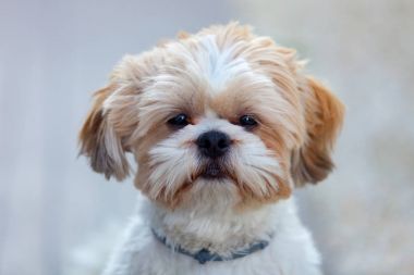 çok güzel Shih-Tzu köpek