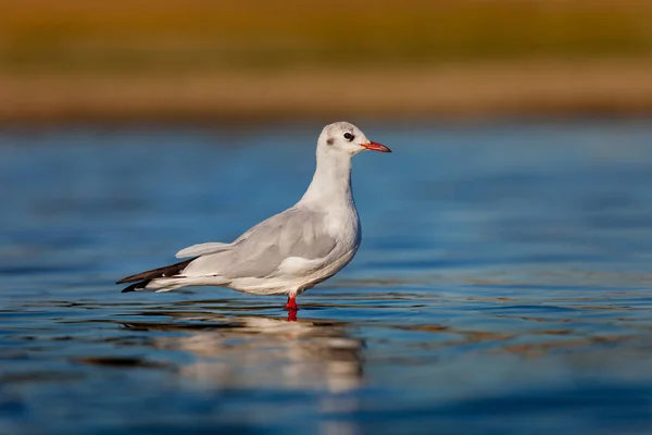 Pájaro Gaviota Salvaje Agua Azul —  Fotos de Stock