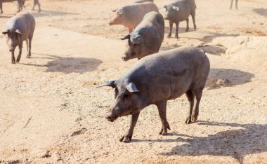Extremadura, İspanya çiftliğinde İber domuz sürüsü