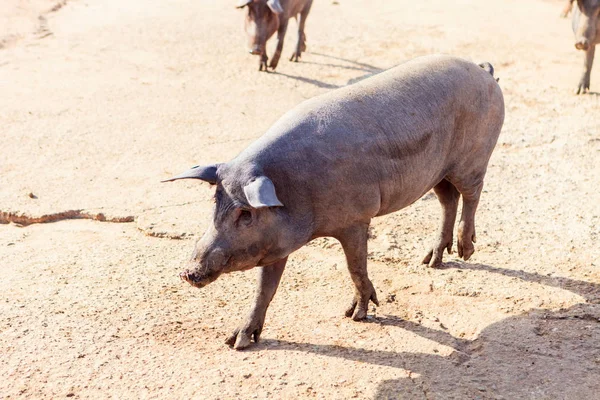 Иберийское выпас свиней — стоковое фото