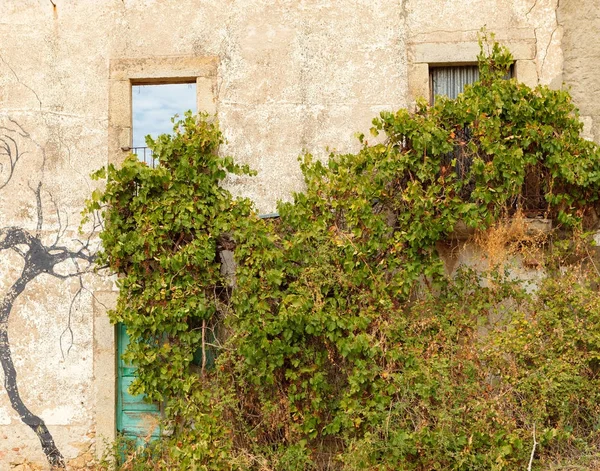 Vining 植物の絡んだ廃墟の家 — ストック写真
