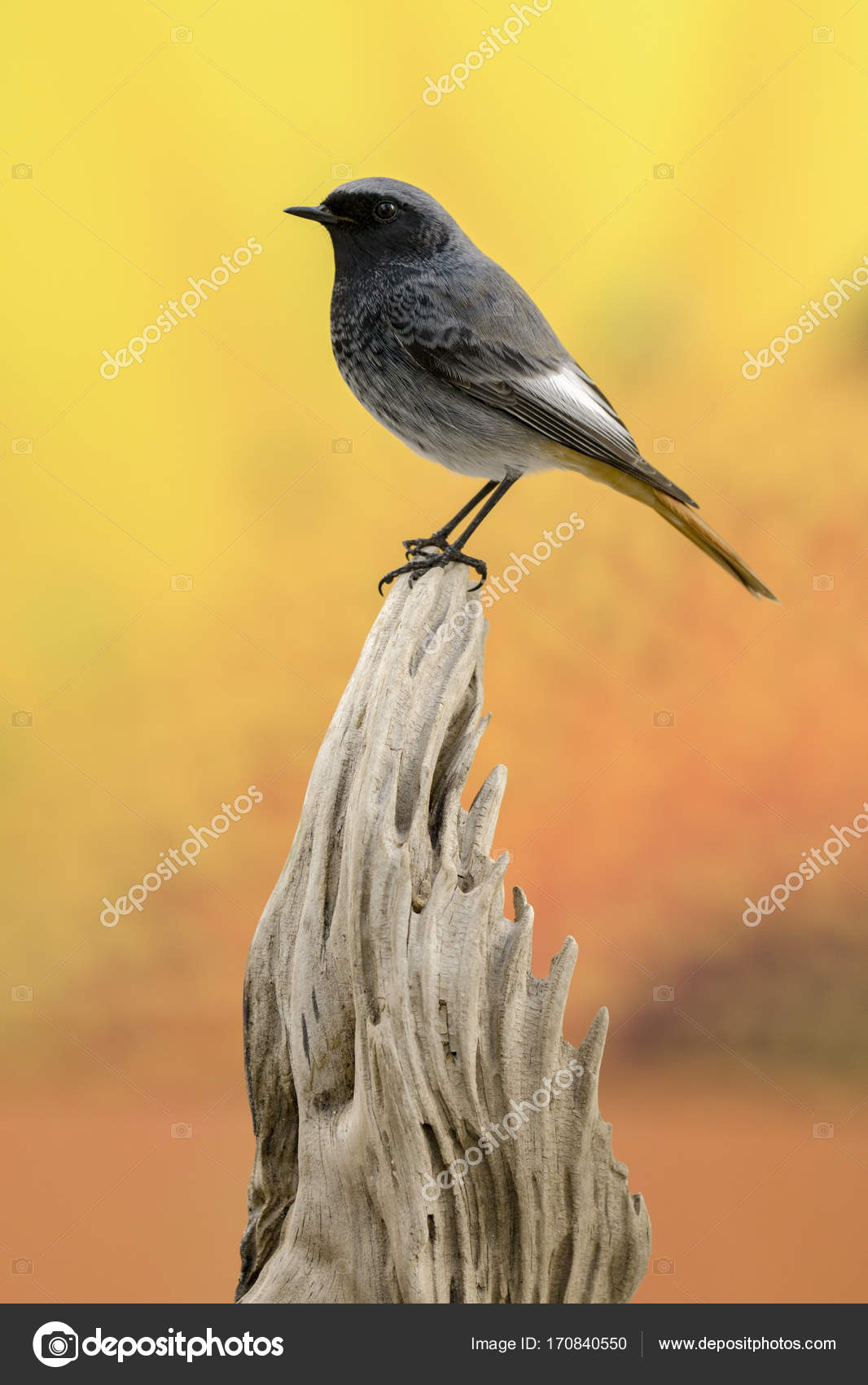 Beau Petit Oiseau Photographie Gelpi 170840550