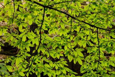 Yaz parkında yeşil yapraklı ağaç dalı