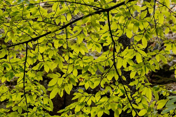 Branche Arbre Avec Feuilles Vertes Dans Parc Été — Photo