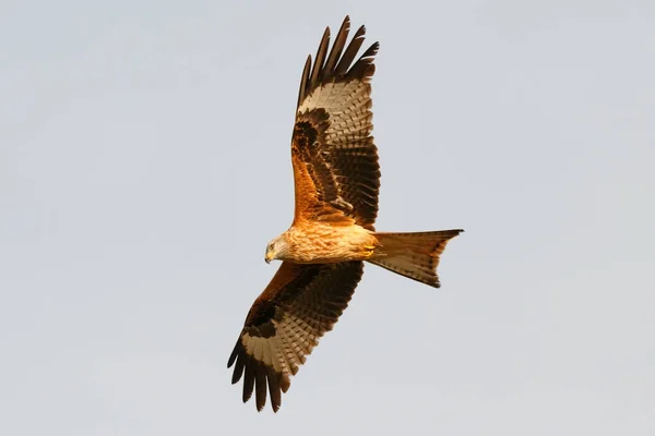 Rovfågel under flygning — Stockfoto